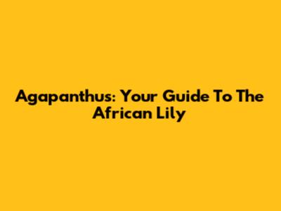 Agapanthus: Your Guide To The African Lily