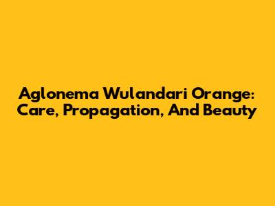 Aglonema Wulandari Orange: Care, Propagation, And Beauty
