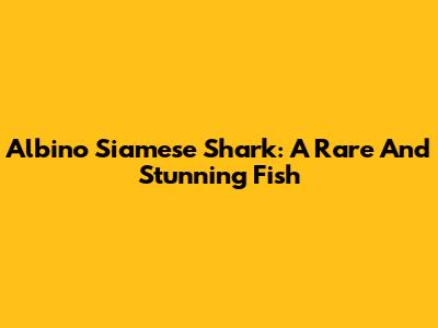 Albino Siamese Shark: A Rare And Stunning Fish
