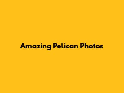 Amazing Pelican Photos
