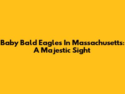 Baby Bald Eagles In Massachusetts: A Majestic Sight
