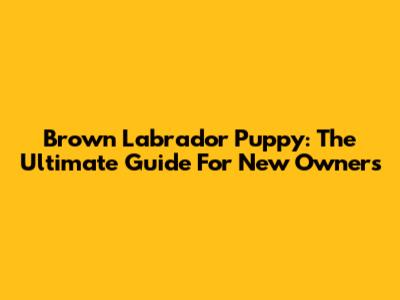 Brown Labrador Puppy: The Ultimate Guide For New Owners