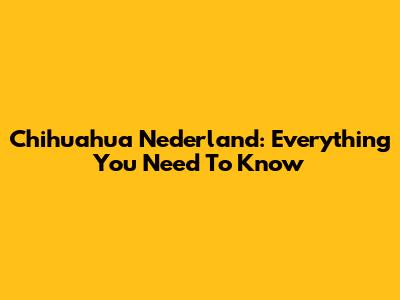 Chihuahua Nederland: Everything You Need To Know