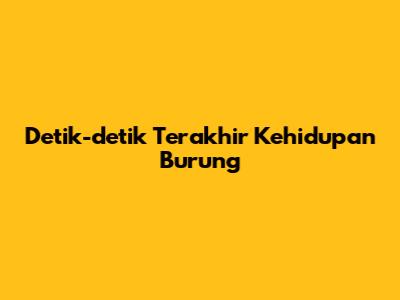 Detik-detik Terakhir Kehidupan Burung