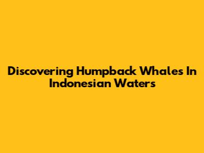 Discovering Humpback Whales In Indonesian Waters