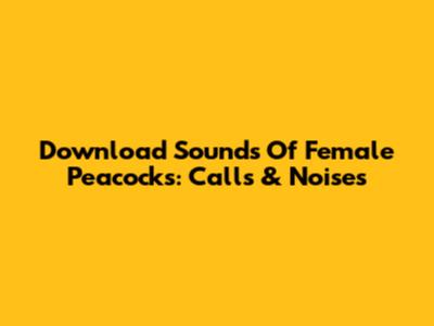 Download Sounds Of Female Peacocks: Calls & Noises
