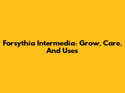 Forsythia Intermedia: Grow, Care, And Uses