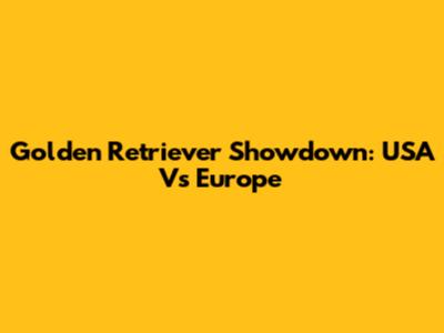 Golden Retriever Showdown: USA Vs Europe