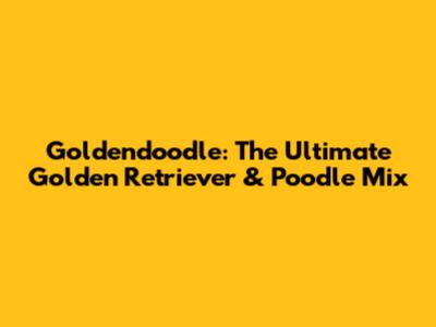 Goldendoodle: The Ultimate Golden Retriever & Poodle Mix