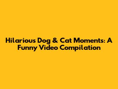 Hilarious Dog & Cat Moments: A Funny Video Compilation