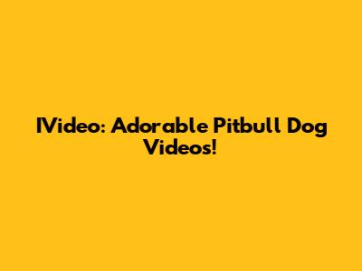 IVideo: Adorable Pitbull Dog Videos!