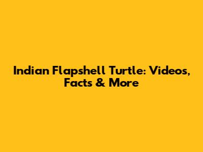 Indian Flapshell Turtle: Videos, Facts & More