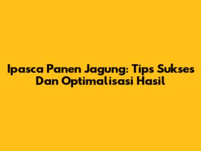 Ipasca Panen Jagung: Tips Sukses Dan Optimalisasi Hasil