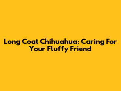 Long Coat Chihuahua: Caring For Your Fluffy Friend