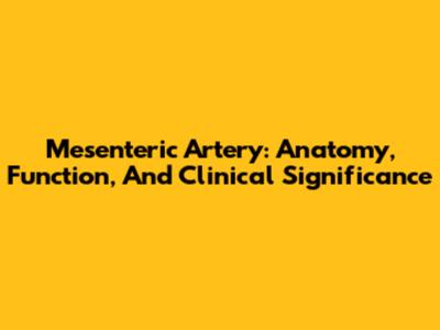 Mesenteric Artery: Anatomy, Function, And Clinical Significance