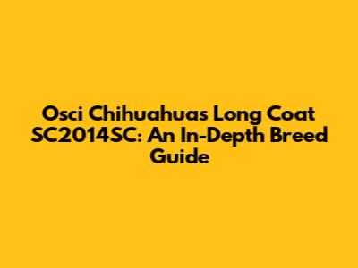 Osci Chihuahuas Long Coat SC2014SC: An In-Depth Breed Guide