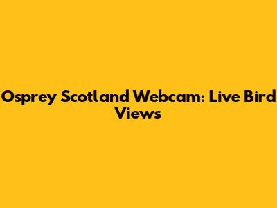 Osprey Scotland Webcam: Live Bird Views
