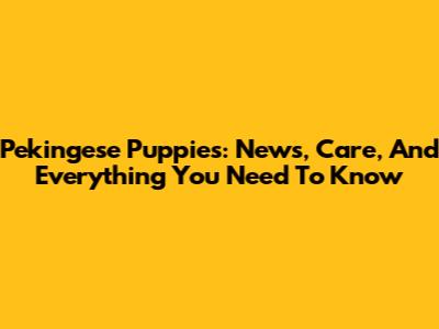 Pekingese Puppies: News, Care, And Everything You Need To Know