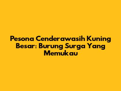 Pesona Cenderawasih Kuning Besar: Burung Surga Yang Memukau