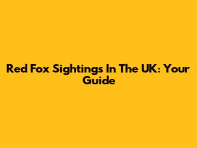Red Fox Sightings In The UK: Your Guide