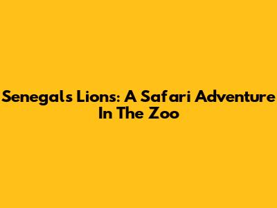 Senegal's Lions: A Safari Adventure In The Zoo