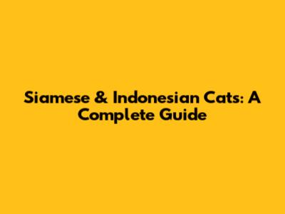 Siamese & Indonesian Cats: A Complete Guide