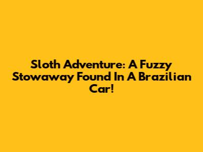 Sloth Adventure: A Fuzzy Stowaway Found In A Brazilian Car!