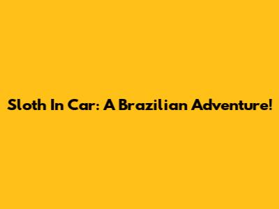 Sloth In Car: A Brazilian Adventure!