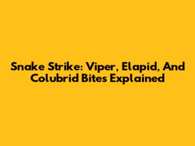 Snake Strike: Viper, Elapid, And Colubrid Bites Explained