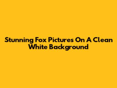 Stunning Fox Pictures On A Clean White Background