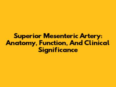 Superior Mesenteric Artery: Anatomy, Function, And Clinical Significance