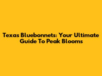 Texas Bluebonnets: Your Ultimate Guide To Peak Blooms