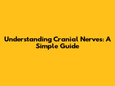 Understanding Cranial Nerves: A Simple Guide