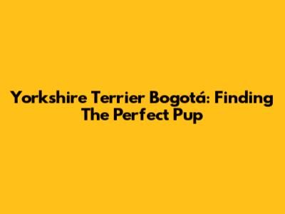 Yorkshire Terrier Bogotá: Finding The Perfect Pup