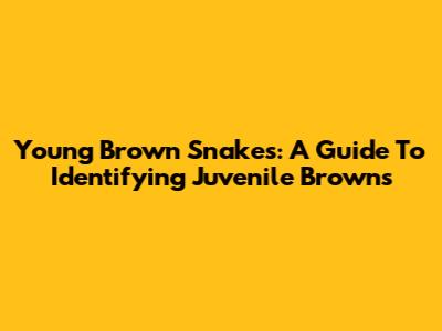 Young Brown Snakes: A Guide To Identifying Juvenile Browns